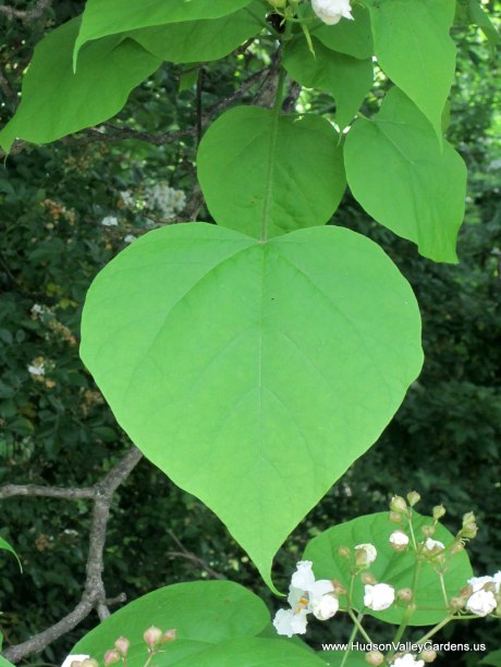 A heart-shaped leaf from a Southern Catalpa tree. www.HudsonValleyGardens.us