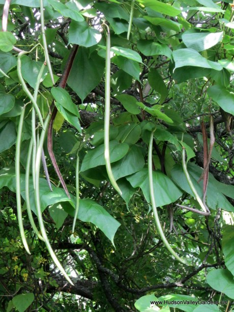 Green and brown seed pods on a Southern Catalpa tree www.HudsonVelleyGardens.us