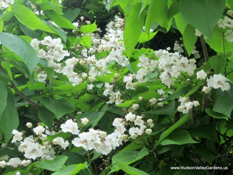 Many pinnacles of white flowers on a Southern Catalpa tree. www.HudsonValleyGardens.us