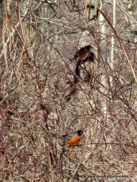 Two American Robins on the bare branches of trees in winter, NY www.HudsonValleyGardens.us