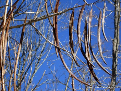 Many long brown seed pods hanging from the branches of the Southern Catalpa tree in winter, NY. www.HudsonValleyGardens.us