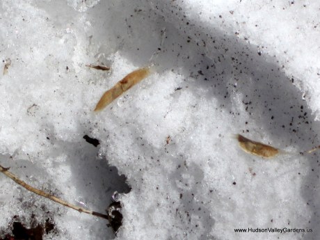 Two seeds in the snow, fallen from a Southern Catalpa tree, winter in NY. www.HudsonValleyGardens.us