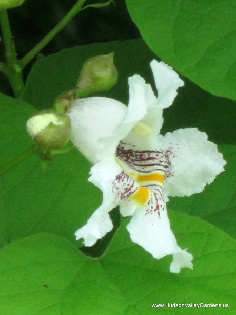 A single white bell-shaped flower with yellow and purple stripes inside. The edges of the petals are ruffled. From the Southern Catalpa tree. www.HudsonValleyGardens.us