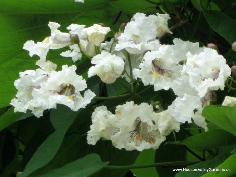 Picture of a pinnacle of Southern Catalpa tree flowers which are white with pink stripes inside. www.HudsonValleyGardens.us