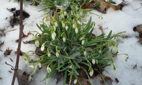 A picture of snowdrops blooming in the snow